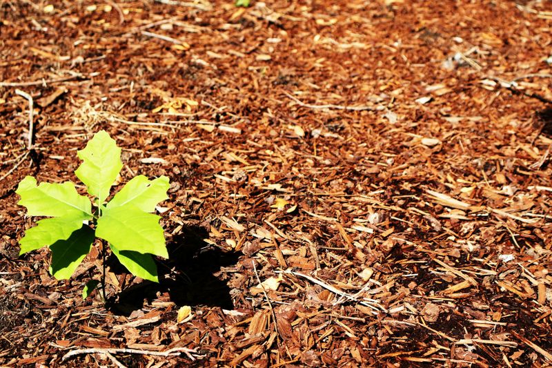 Mulching
