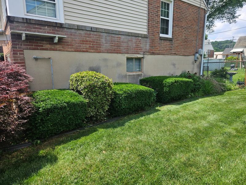 Tree & Shrub Care