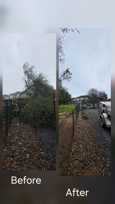 Hazardous Tree Services