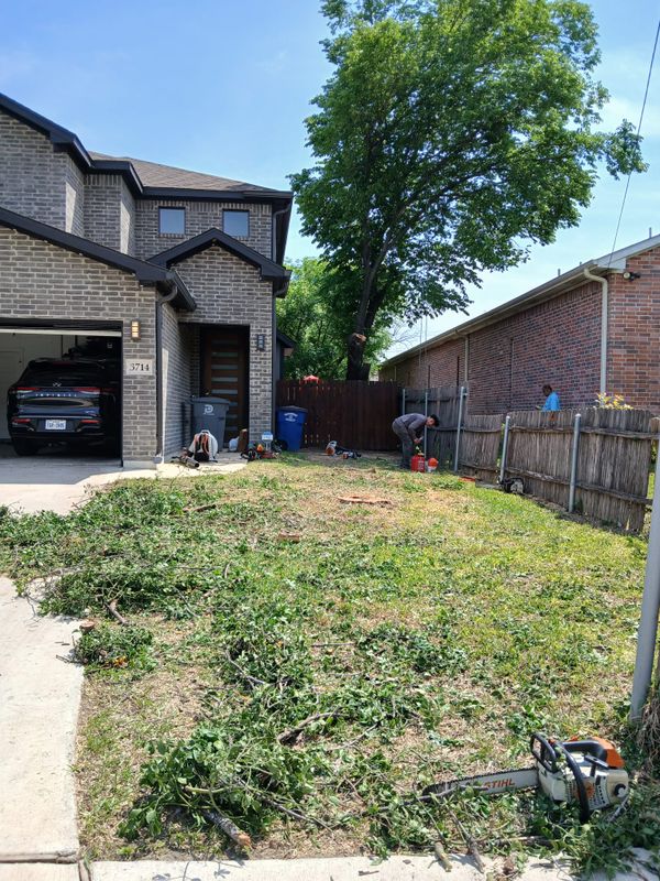 Stump Grinding and Removal