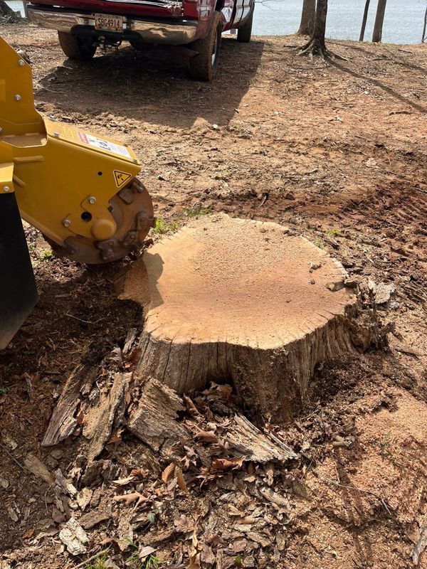 Stump Grinding and Removal
