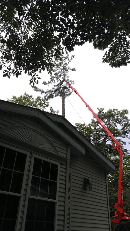 Tree Services