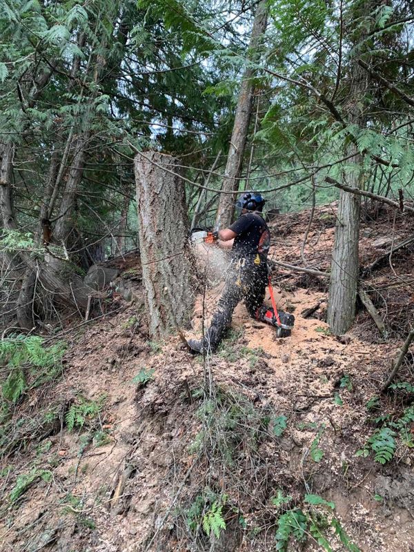 Tree Removal