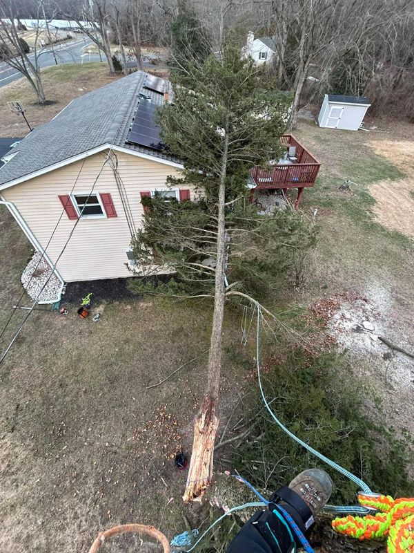 Tree Trimming