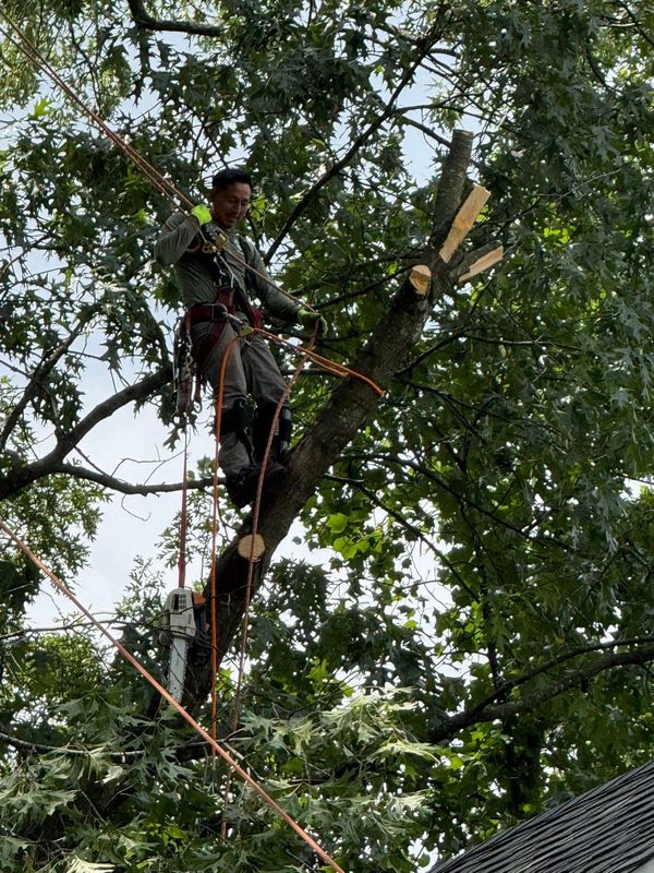 Tree & Shrub Care