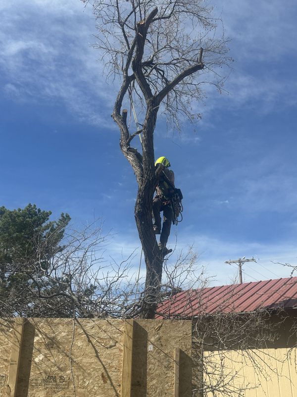 Tree Trimming