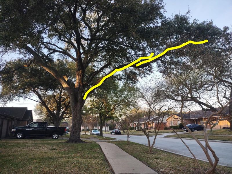 Tree Trimming