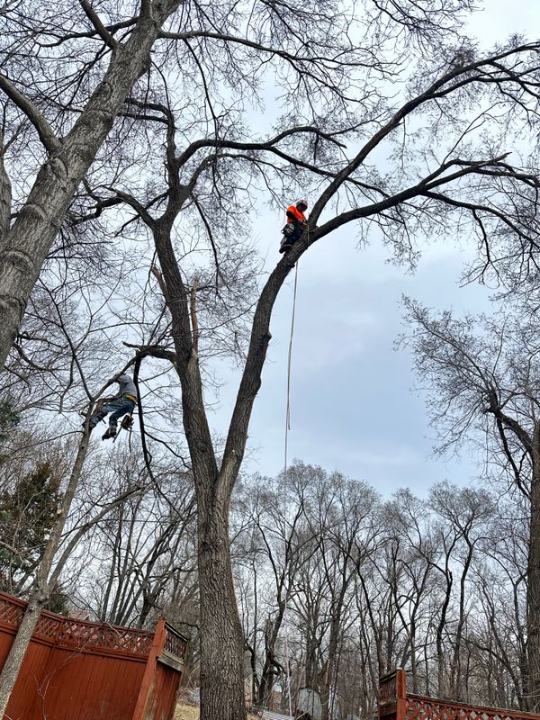 Tree Trimming