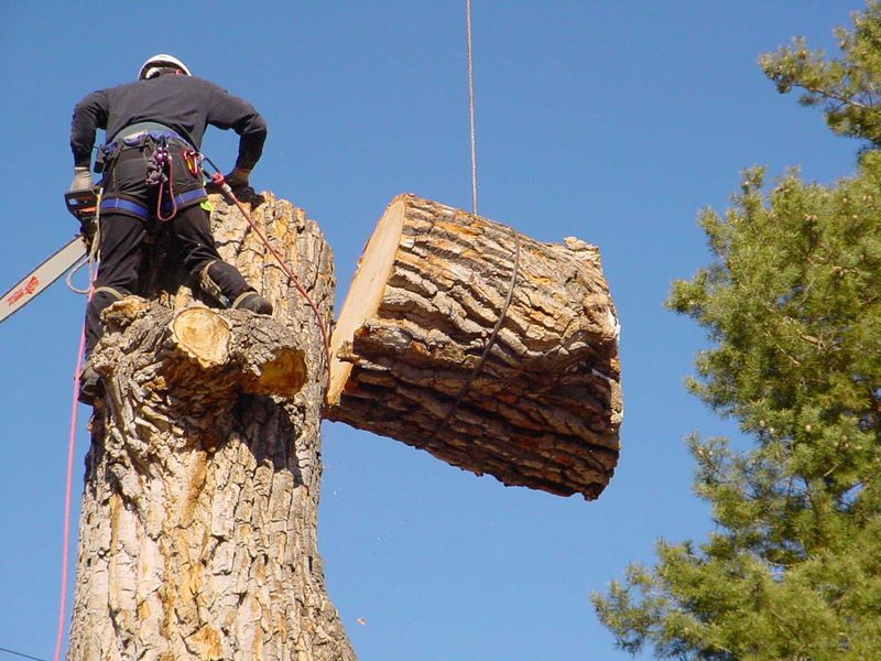 Tree Trimming & Removal