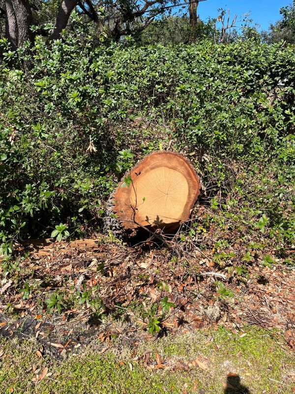 Stump Grinding