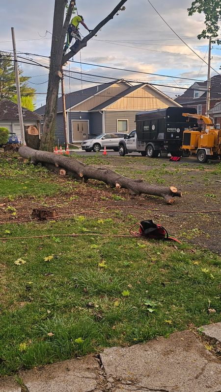 Tree Removal gallery