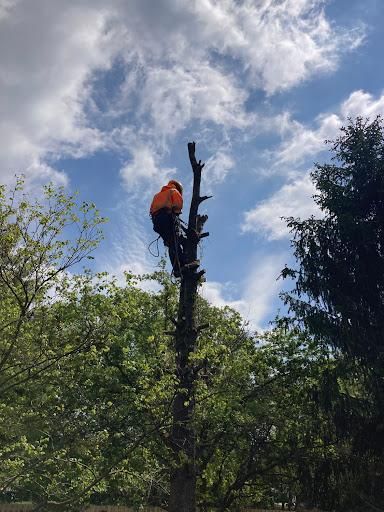 Tree Removal