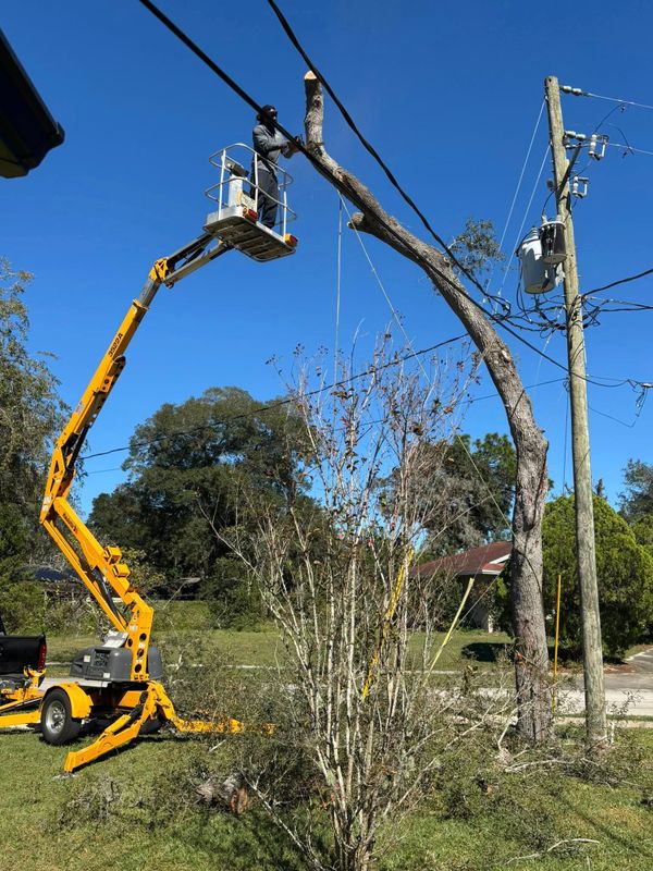 Tree Removal