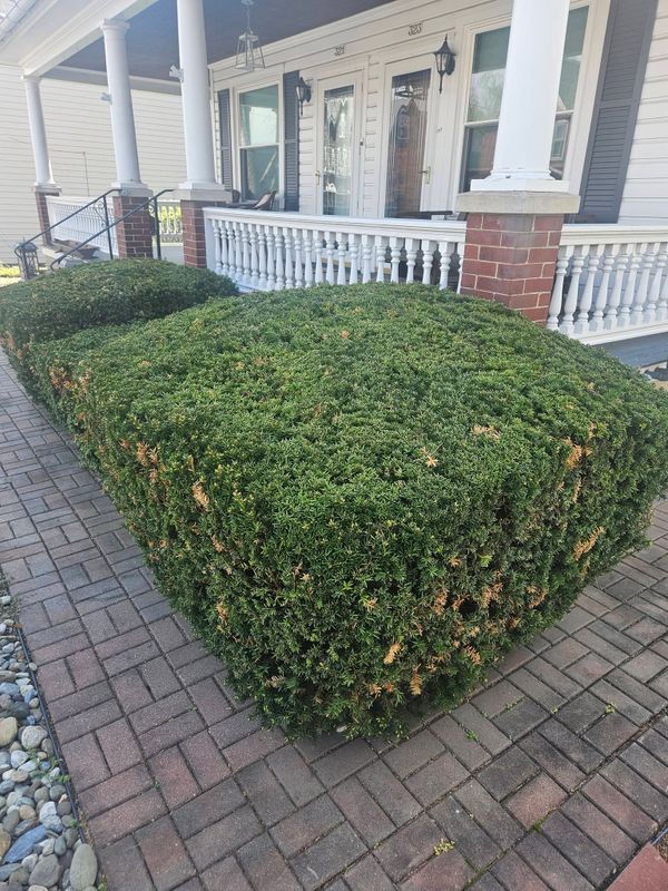 Hedge Trimming