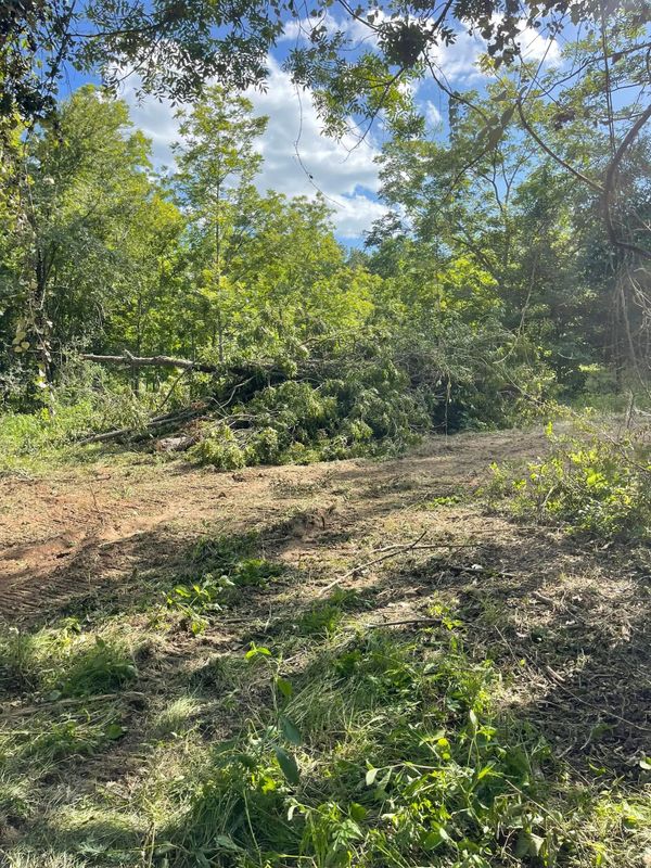 Tree Trimming & Removal gallery