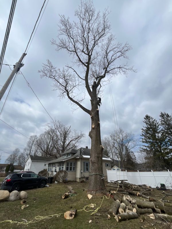Tree Trimming