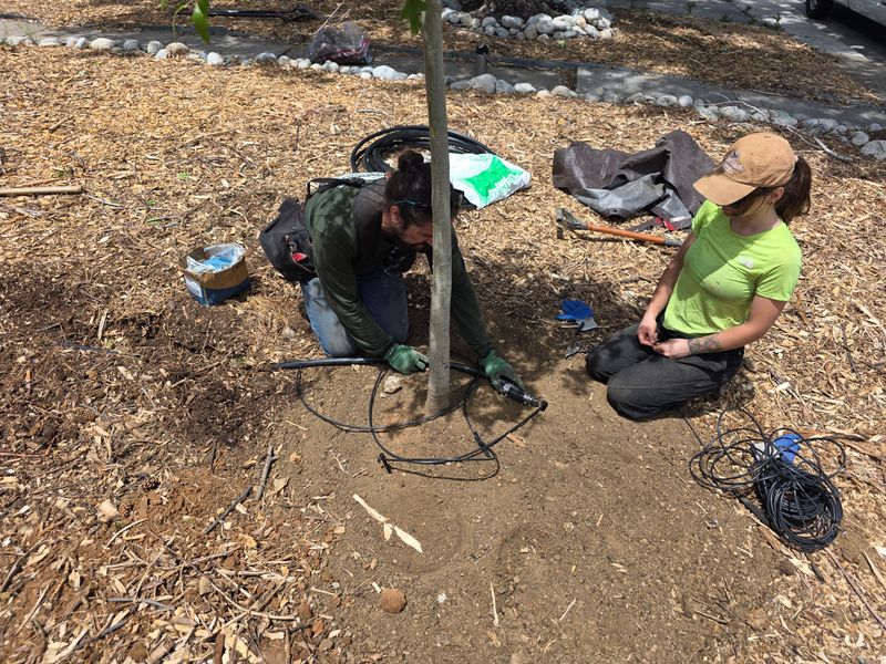 Tree Pruning & Removal