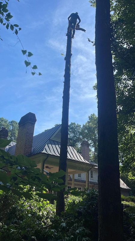 Tree Services