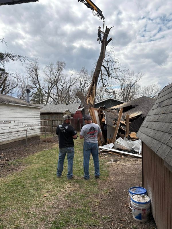 Tree Removal