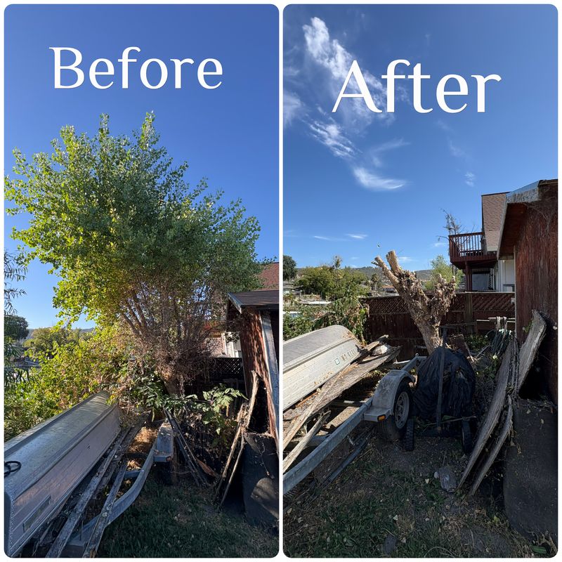 Tree & Shrub Care