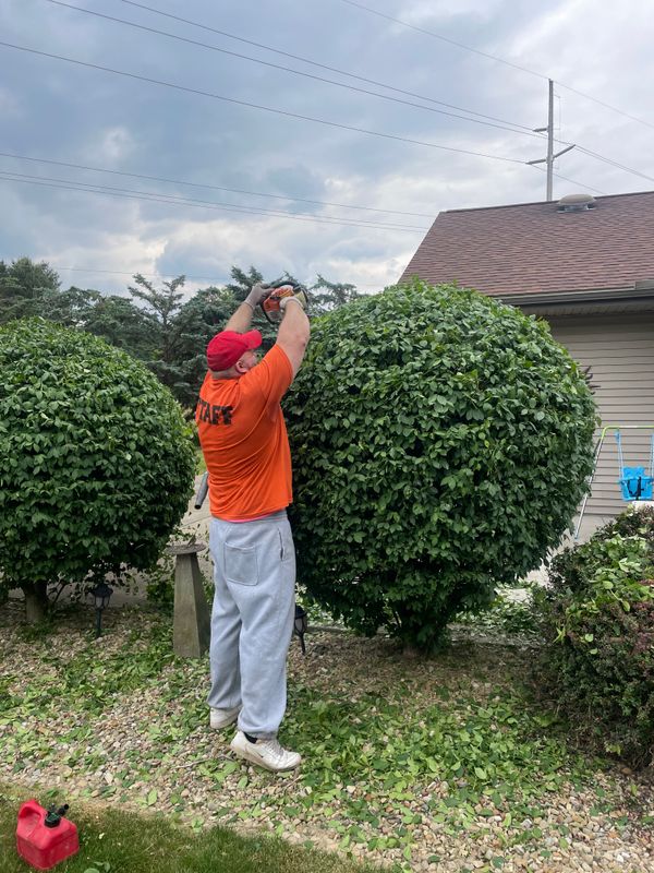 Shrub Trimming