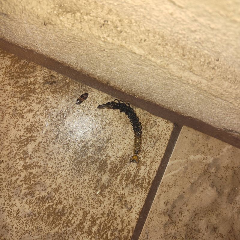 Pest Control