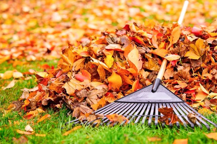 Fall Clean Up
