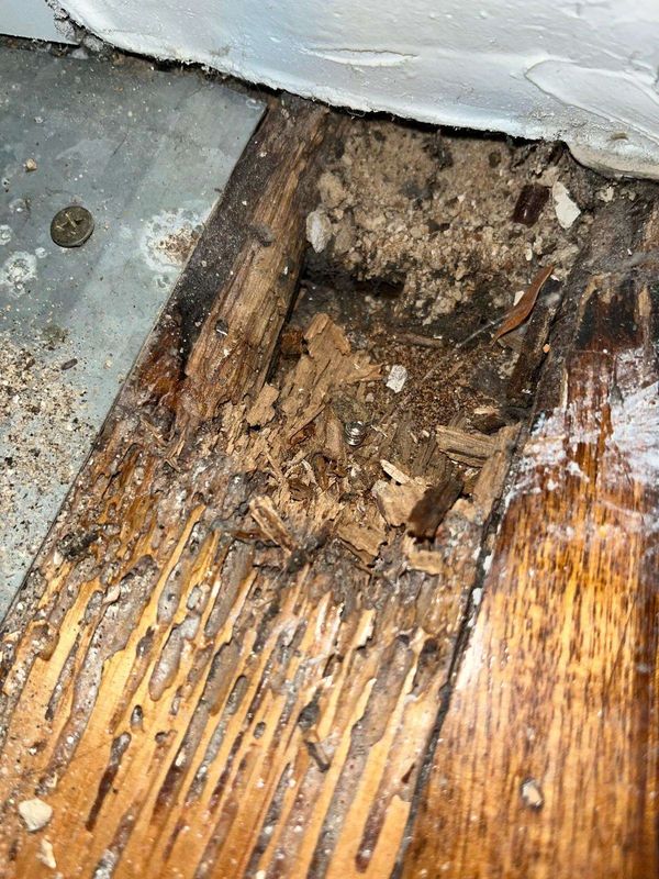 Termite Inspection & Treatment