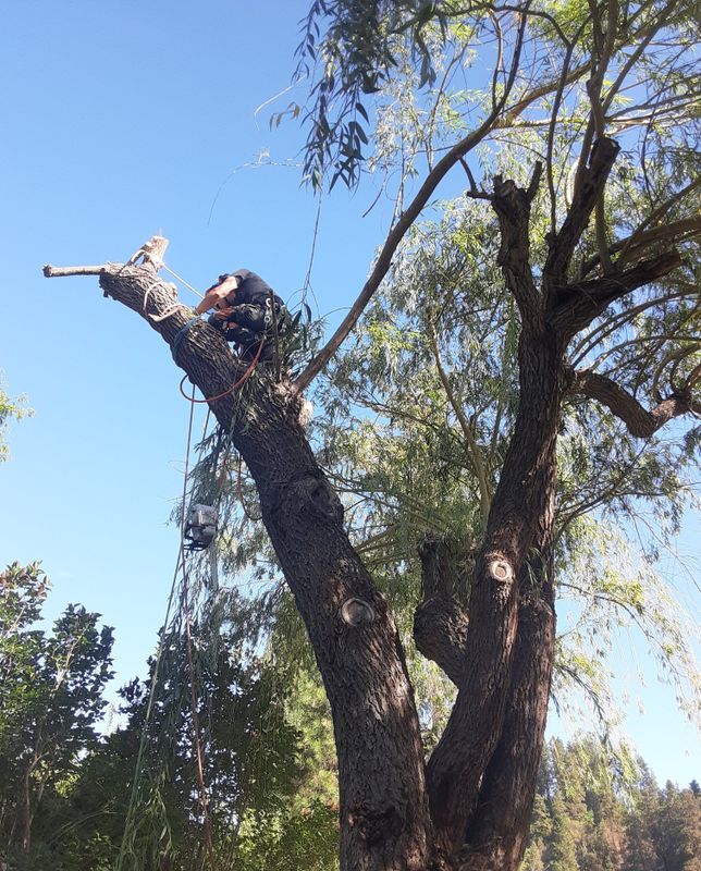 Tree Trimming and Removal