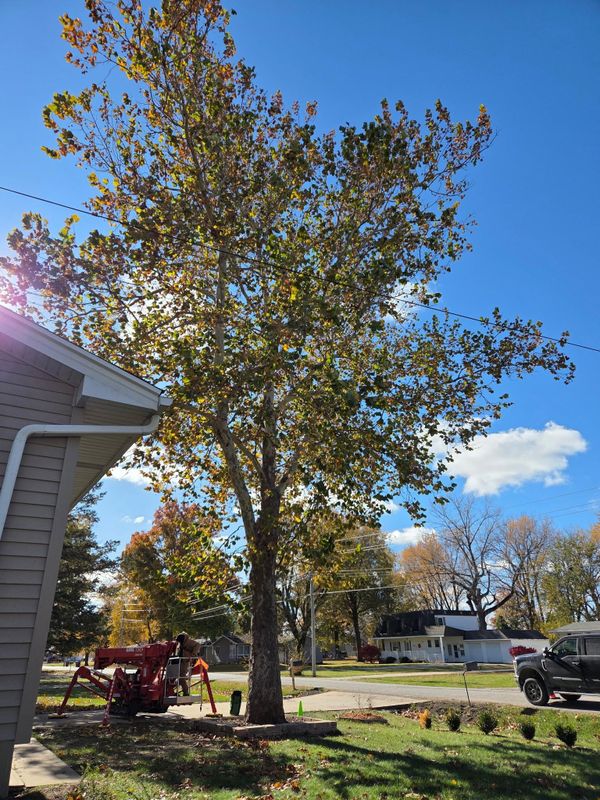Tree Trimming