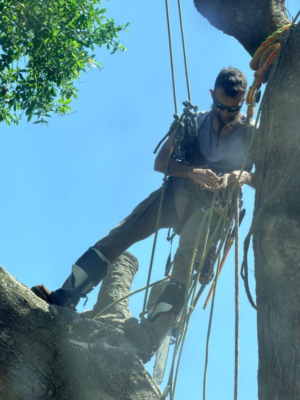 Tree Pruning and Trimming
