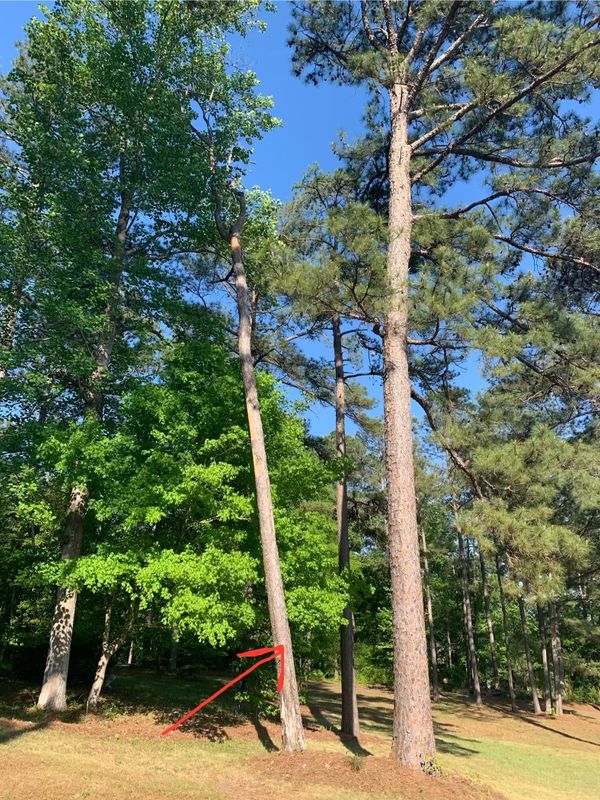 Tree Removal