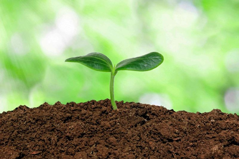 Seeds & Seedlings