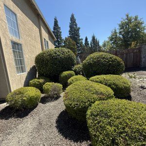 Shrub Trimming