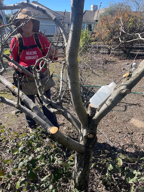 Tree Health and Maintenance