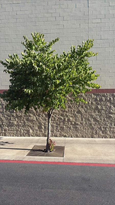 Tree & Shrub Care