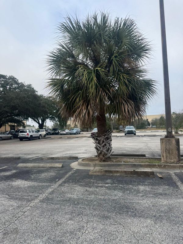 Tree Trimming + Removal