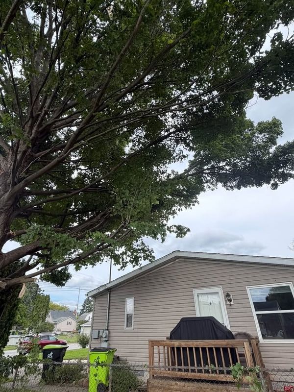 Tree Trimming