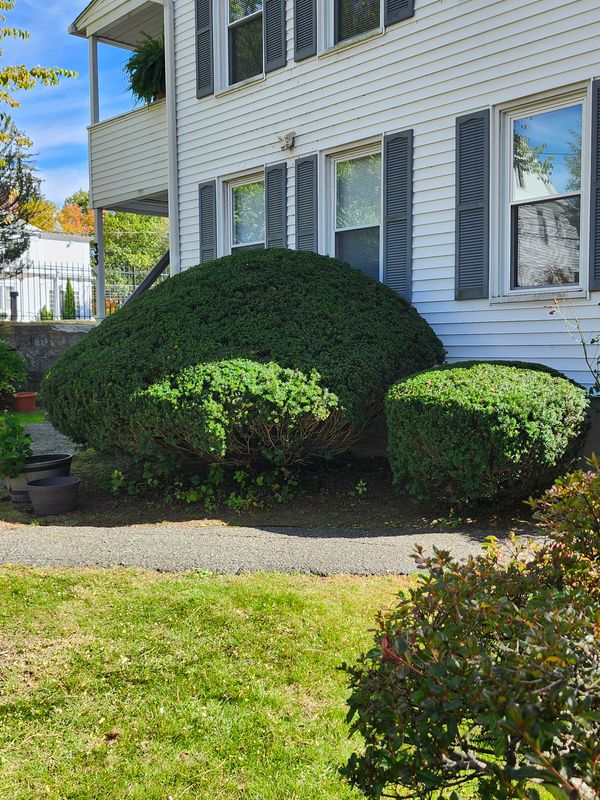 Shrub Trimming