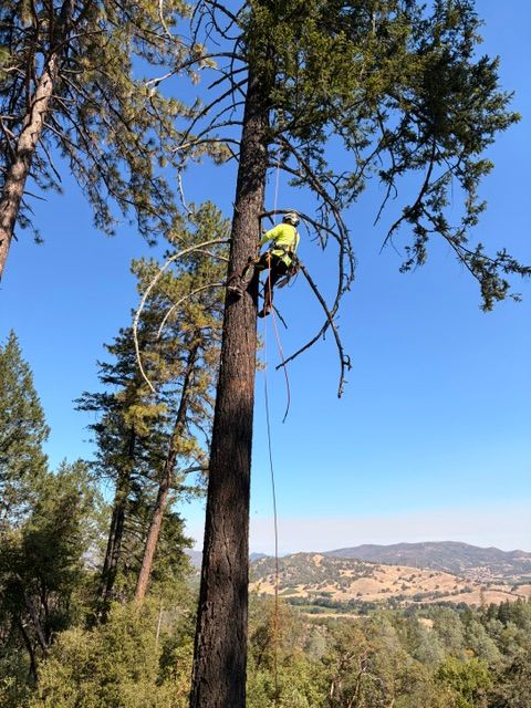 Tree Trimming
