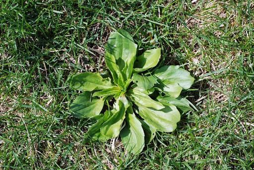 Weed control