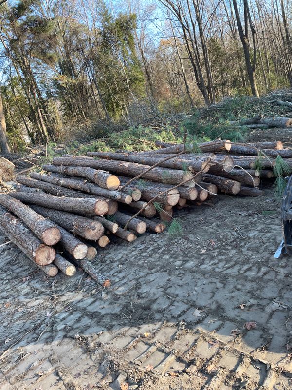 Tree Removal