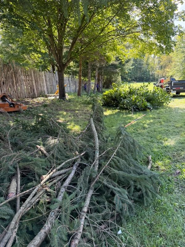 Tree Removal
