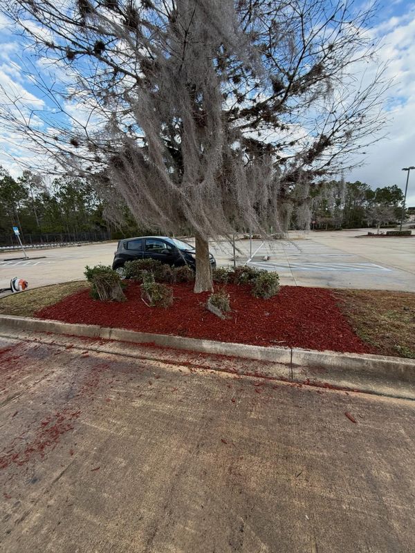 Shrub Trimming