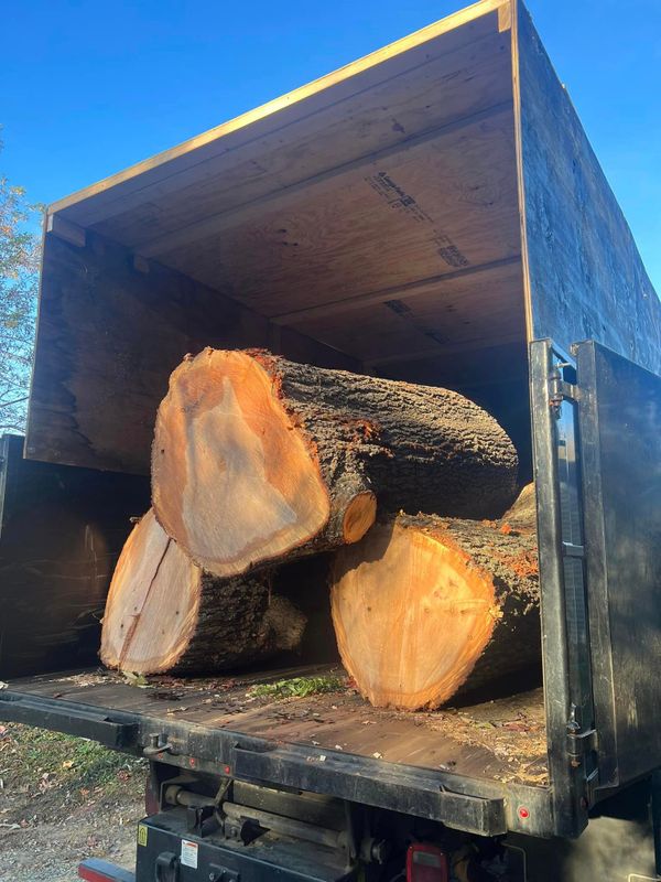 Tree Removal gallery