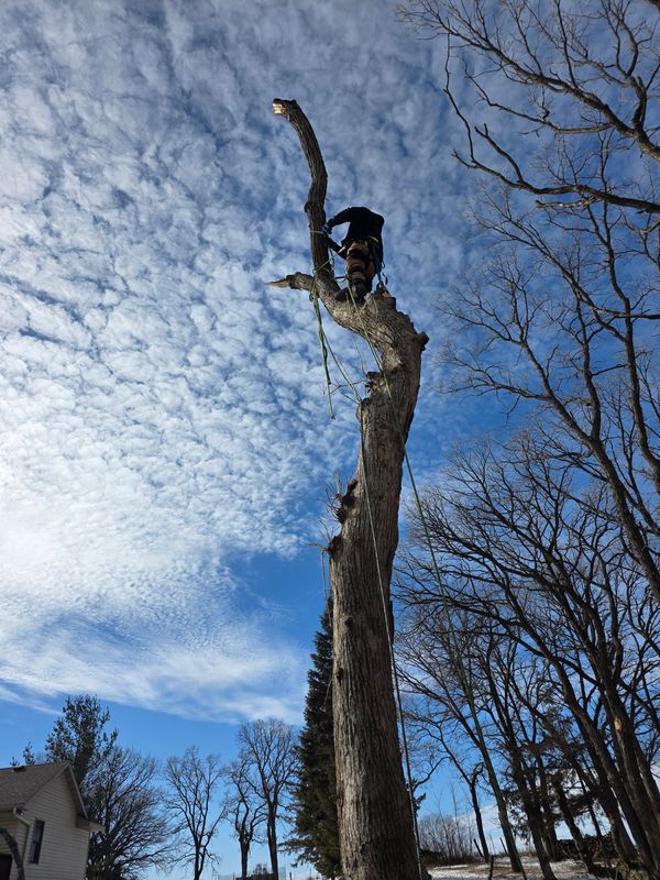 Tree Trimming