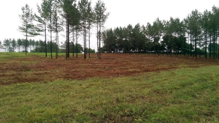 Land Clearing