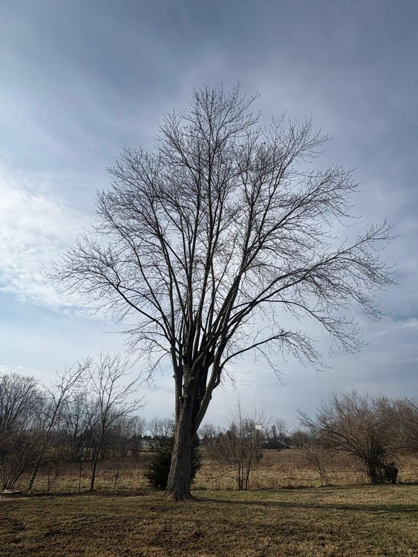 Tree Removal