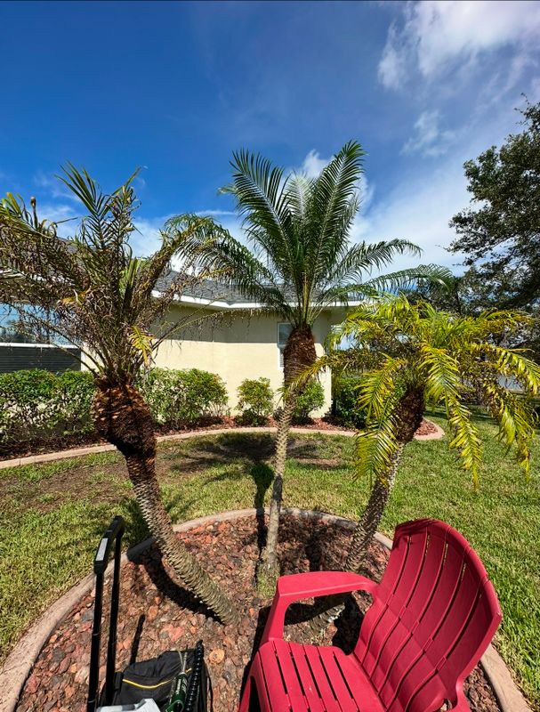 Tree / Palm Injections