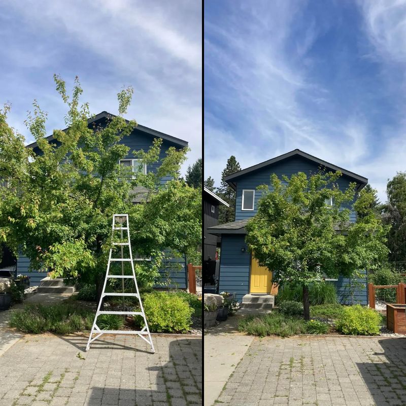 Tree Trimming